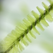 Щіточка для вій нейлонова гліттерна зелена (50шт/уп), фото 2